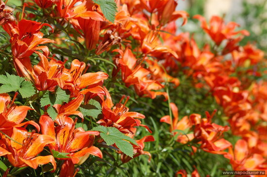 Elena Polonik's photo