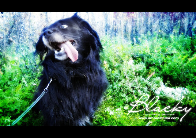 Blacky, 2015