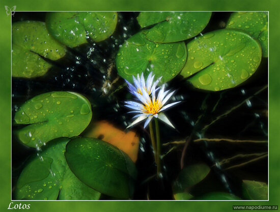 Natta Lee's photo