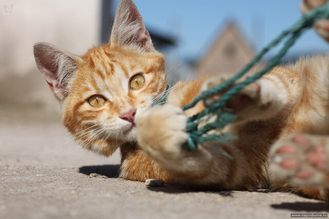 Anna Kornilova's photo