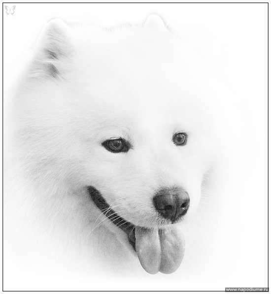 собака,  шпиц,  портрет