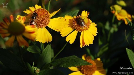 Natalya Kurilo's photo