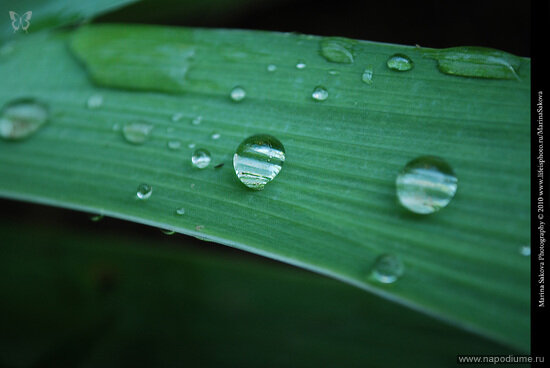 Maria Sakova's photo