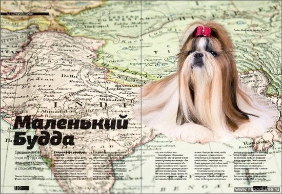 журнал "Pets" (рубрика-животные) 16 марта 2009