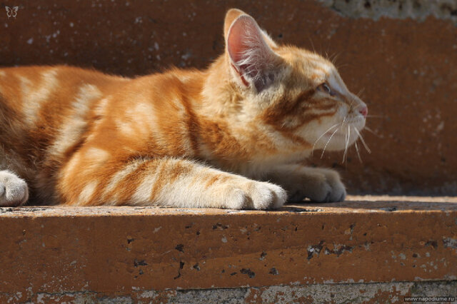 Anna Kornilova's photo