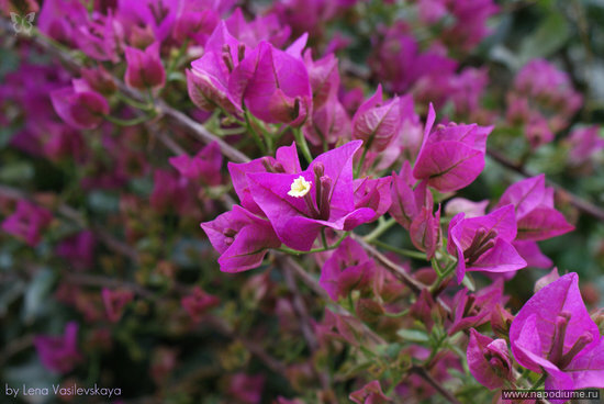 Lena Vasilevskaa's photo