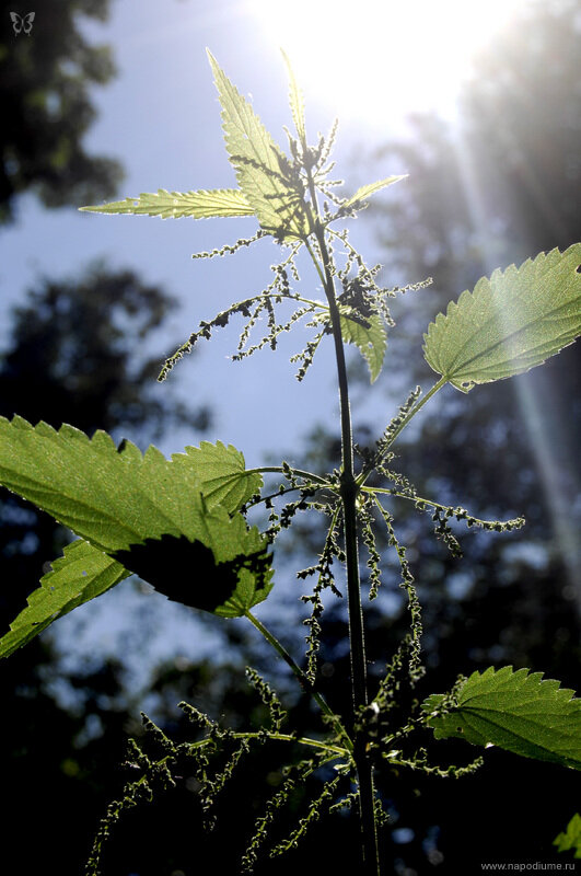 Aleksandr Maslov's photo