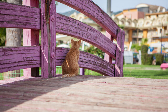мармарис, кот, кошка, турция