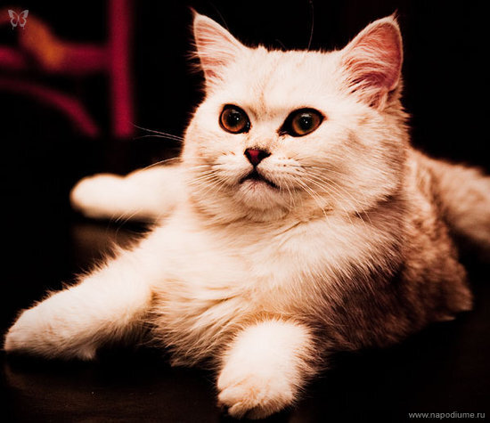 Sasa Ivanov's photo