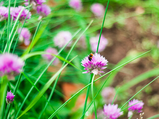 Elen Gosudareva's photo
