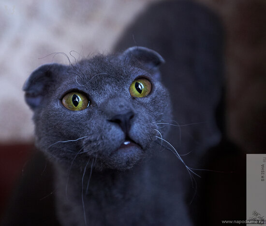 Фото Misha smisha Shipilov