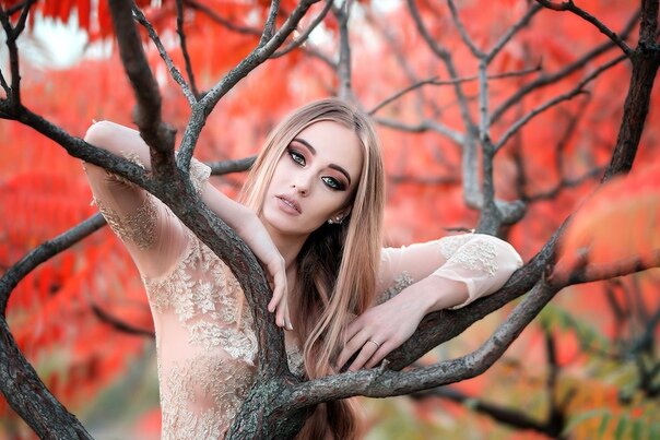 Nature, Red, Tree, Branch, Beauty, Leaf, Woody plant, Autumn
