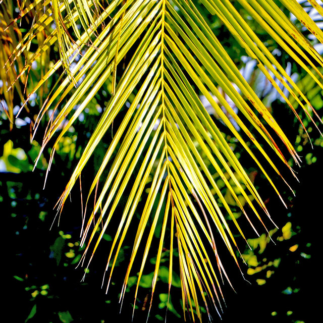 Www.iqphotograph.com