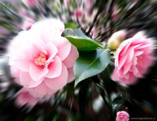 природа