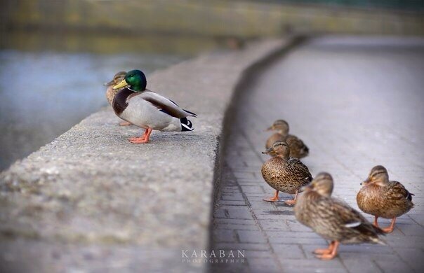 Valeri Karaban's photo