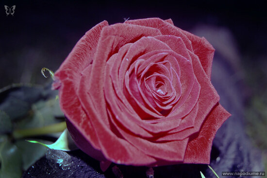 Vladimir Baandurov's photo