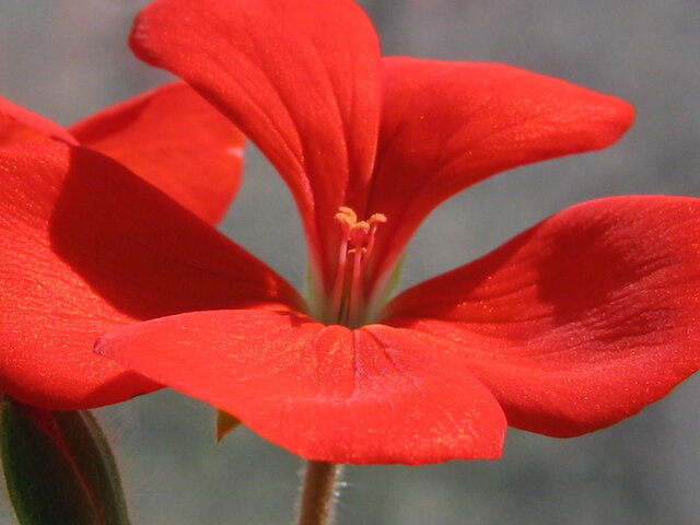 Geranium