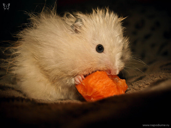 Svetlana Kolesnikova's photo