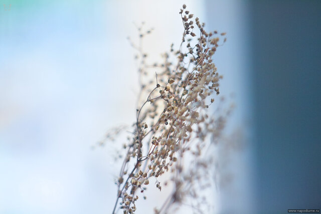 Alla Polchaninova's photo