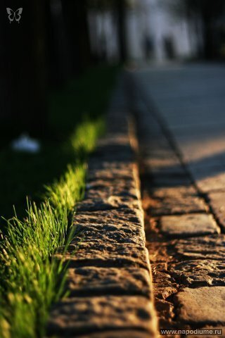 Фото Dinho Park