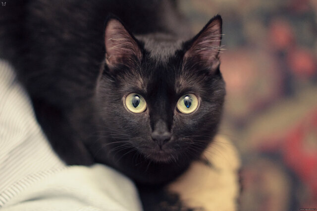 Maria Avdonina's photo