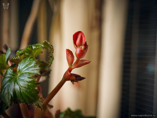 Svetlana Kolesnikova's photo