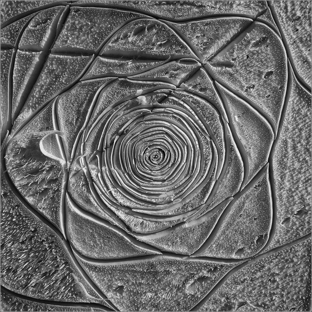 Igor Smolnikov's photo