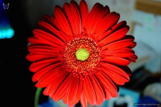 Ami Ami's photo