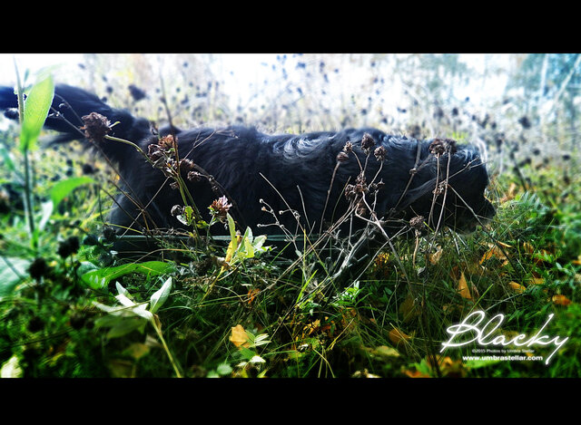 Blacky, 2015