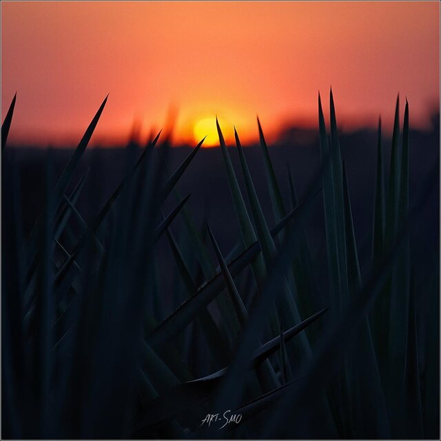 Igor Smolnikov's photo