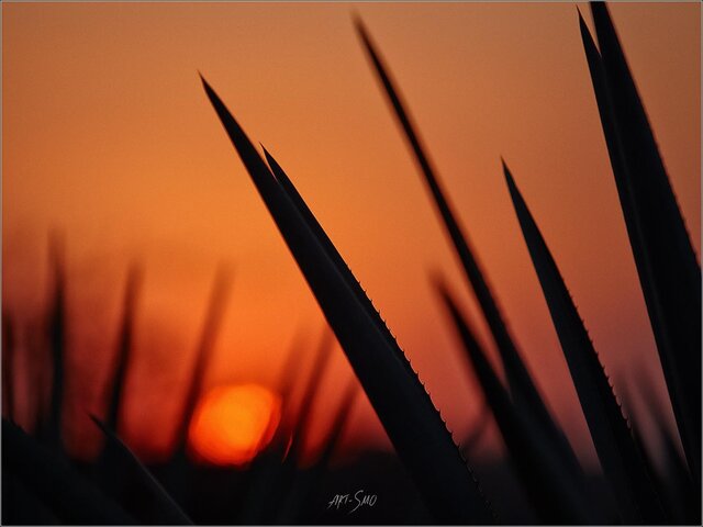 Igor Smolnikov's photo