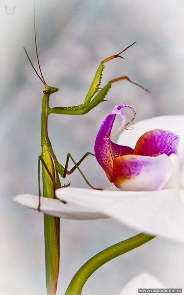 Gennadij Klimenko's photo