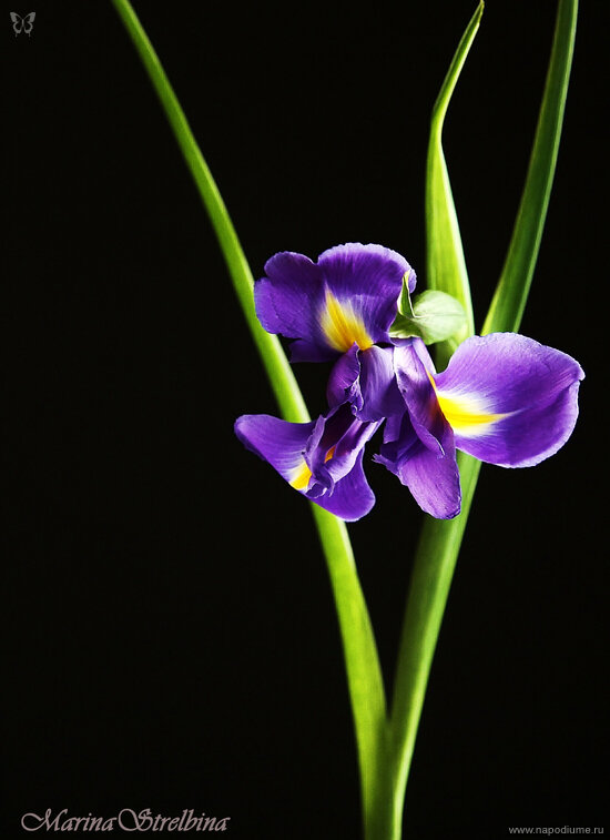 Фото Marina Strelbina