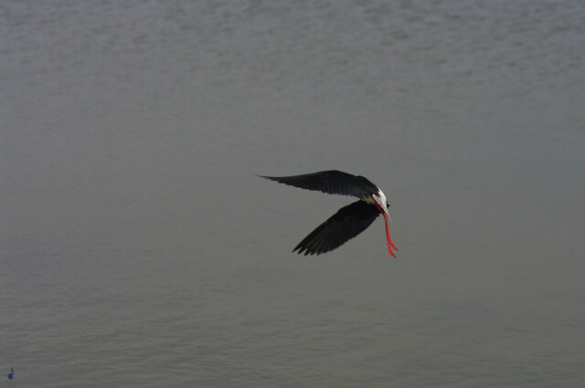 Foto Gregary Arahchyan