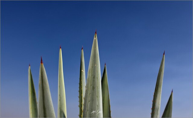 Igor Smolnikov's photo