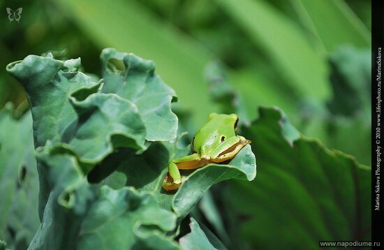 Maria Sakova's photo