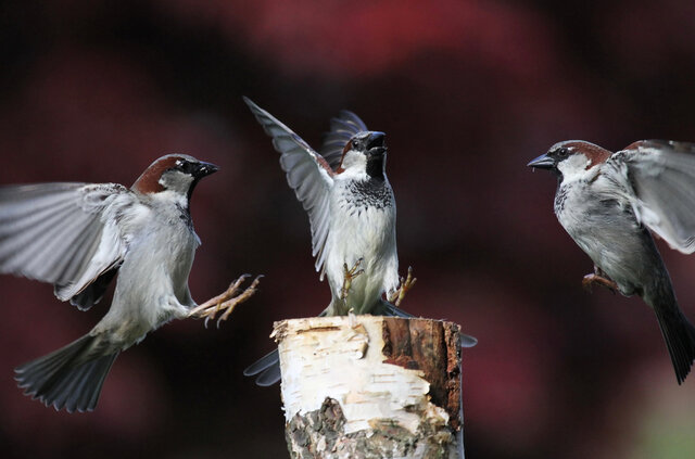 dmitrij mitin's photo