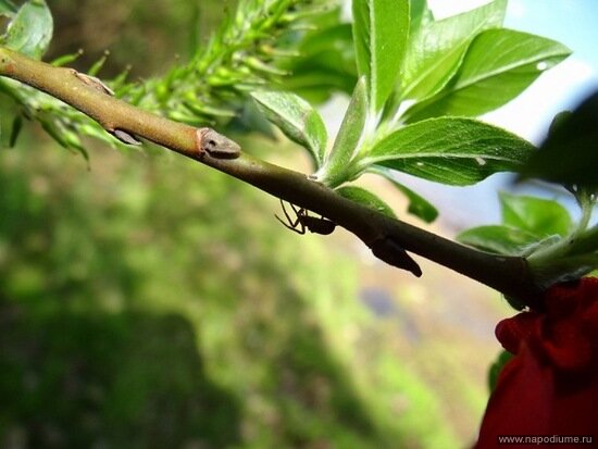 Фото Aley_lavl