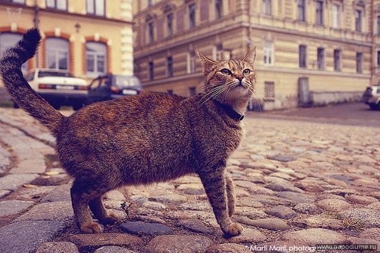 Фото Martini Martinovna