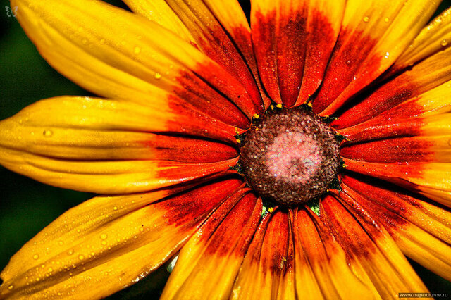 Nikita Kocetov's photo