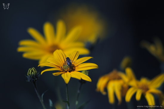 Viktor Romanov's photo