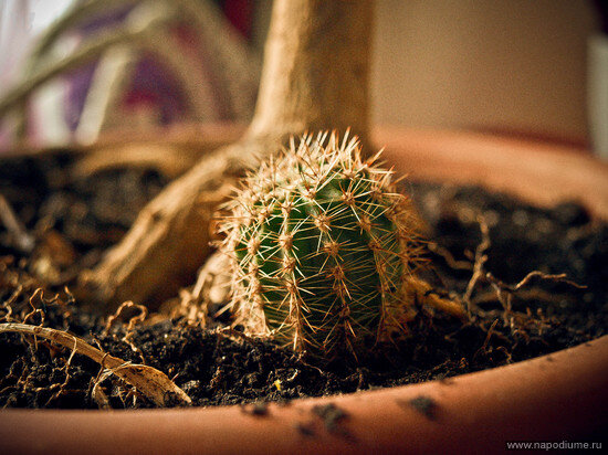 Svetlana Kolesnikova's photo