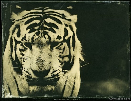 Амбротипия Фото на стекле, 18х24см Ambrotype, Wet Plate Collodion www.ambrotype.com.ua