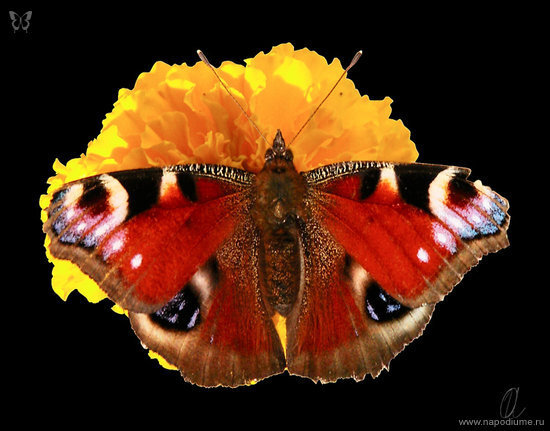 Butterfly 