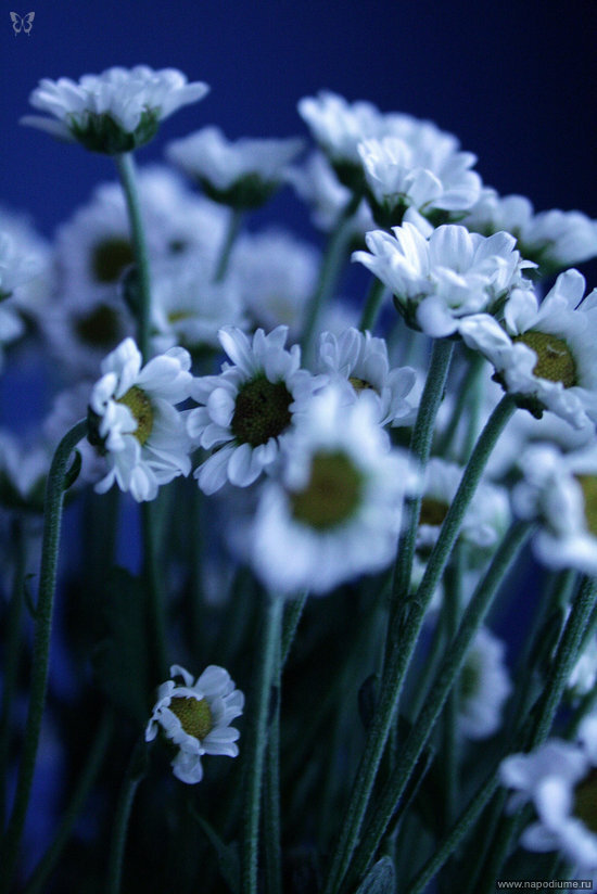Anna Belova's photo