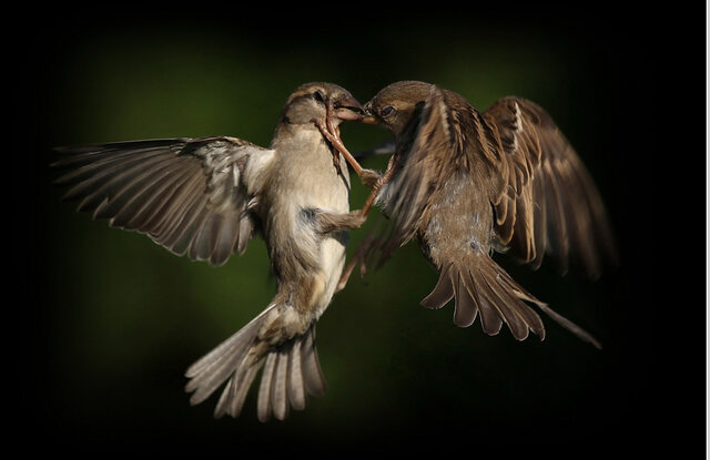 dmitrij mitin's photo