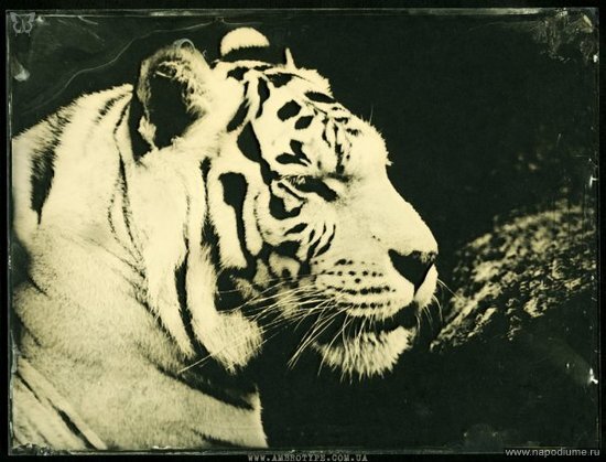 Амбротипия Фото на стекле, 18х24см Ambrotype, Wet Plate Collodion www.ambrotype.com.ua
