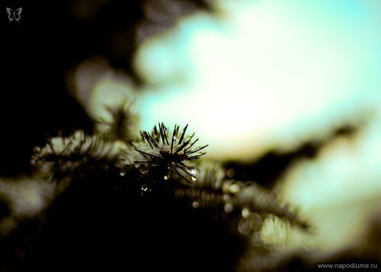 Ruslan Medium's photo