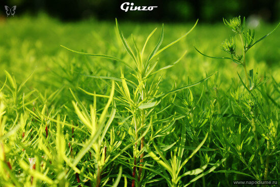 Artyr Ginzo's photo
