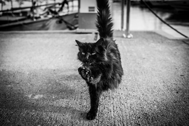 Шагающий кот